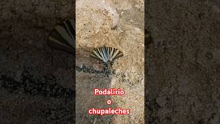 Podalirio o chupaleches Iphiclides podalirius [upl. by Mychael829]