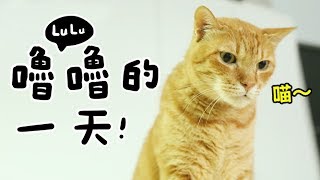 【黃阿瑪的後宮生活】嚕嚕的一天 [upl. by Dag]