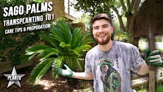 How to Grow Sago Palms Transplanting Update Care Tips Propagation amp Tutorial Cycas revoluta [upl. by Sefton422]