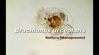 Rotífero Brachionus urceolaris [upl. by Akemhs]