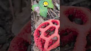 Смърдяща кошничка Червена решетка Clathrus ruber [upl. by Fey414]