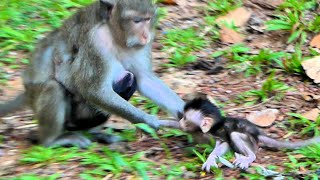 Monkey mama try to kidnaping little baby when baby monkey stay alone [upl. by Witherspoon]