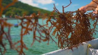 Agro Saúde e Cooperação  Aquicultura e Pesca [upl. by Laddie]