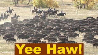 🦬BUFFALO ROUNDUP🦬 at Custer State Park South Dakota  What to Know  Maps Tips and Advice [upl. by Adelaja]