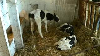 Viroqua farmers cow gives birth to live triplets [upl. by Towroy382]