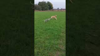 Broholmer vs Whippet 😅 Broholmer whippet spaß [upl. by Trinia878]