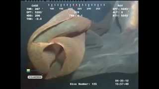 REAL KAIJU MONSTER CAUGHT BY PETROBRAS´ SUBMARINE ROBOT MUST SEE REAL FOOTAGE [upl. by Llednew]