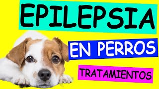 EPILEPSIA EN PERROS [upl. by Ehtyde]