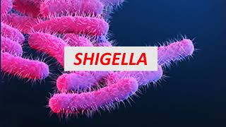 Microbiologia Médica Shigella [upl. by Gavrilla]