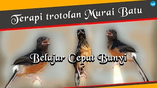 terapi trotolan murai cepat bunyi [upl. by Michele]