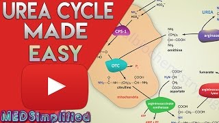 Urea Cycle Made Simple  Biochemistry Video [upl. by Fabrice]