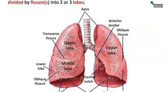 Anatomy of Trachea and Lungs  Dr Ahmed Farid [upl. by Sices]