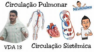 Circulação Pulmonar e Circulação Sistêmica  Vídeo Aula 13 [upl. by Viridissa]