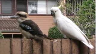 Cockatoo teasing Kookaburra [upl. by Ahsienyt]