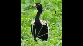 Lesser Florican display flutter jumps recorderd in rajasthan near ajmer [upl. by Yerffoj]