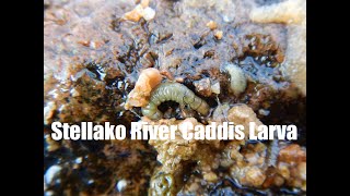 Stellako River Caddis Larva [upl. by Enawd]