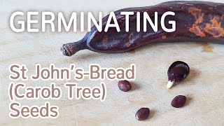 Starting Some Carob Tree Seeds  Germinating St Johns Bread Seeds  27012017 [upl. by Lowis]