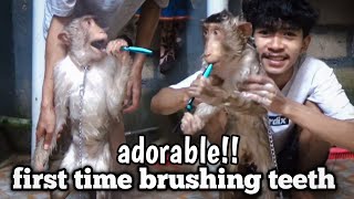 BATHING SMART PET MONKEYS BRUSHING TEETH [upl. by Niddala820]