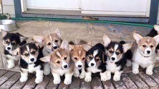 Funny Corgi Puppies Stampede  Welsh Corgi Training  Corgi Puppy Barking  Popular Dog Breeds [upl. by Atirehs]