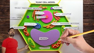 Plant Cell Model Easy Making  Drawing the Plant Cell  Colored Plant Cell Diagram plantcell [upl. by Eiramyelhsa157]