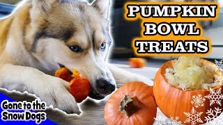 DIY Pumpkin Bowl Dog Treats  DIY Halloween Dog Treats  Snow Dogs Snacks 87 [upl. by Tudor]