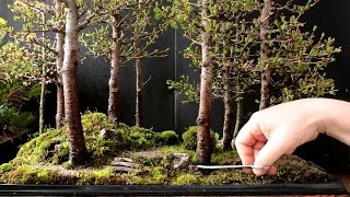 Larch Bonsai Forest Part 1 May 2016 [upl. by Ntsyrk]