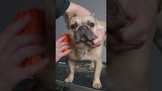 Short Haired Breeds Montage  French Bulldog Masterclass [upl. by Asp295]