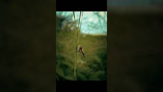 Creative photography tips and tricks with phone using pro mode 😲 mobile photography tips and shorts [upl. by Yerag176]