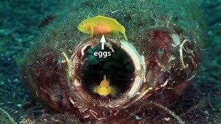 Mucky Secrets  Part 8  Sea Moths Flying Gurnards Blennies amp Gobies  Lembeh Strait [upl. by Lessig172]