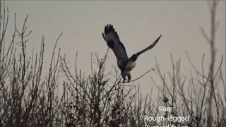 Roughlegged Buzzard [upl. by Ylenaj]