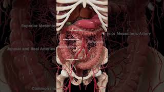 Arteries of the abdomen meded anatomy 3dmodel [upl. by Odlanra155]