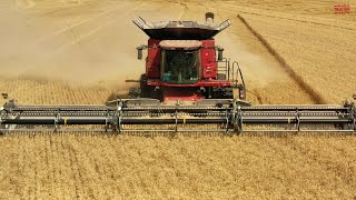 NEW 45ft MacDon FD245 FLEXDRAPER Harvesting Wheat [upl. by Buna825]