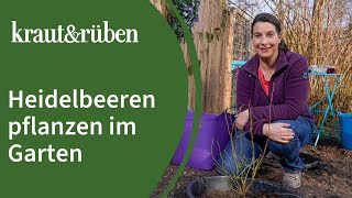 Heidelbeeren pflanzen im Garten  Tipps zum Boden und richtiger Düngung [upl. by Anilet]