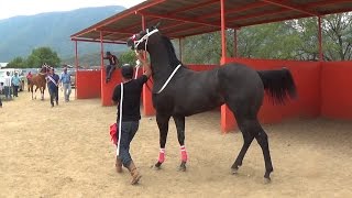 CARRERAS DE CABALLOS Futurity LA CAMELIA [upl. by Immac74]