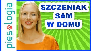 Jak przyzwyczaić szczeniaka do pozostawania samemu w domu [upl. by Nadnerb177]