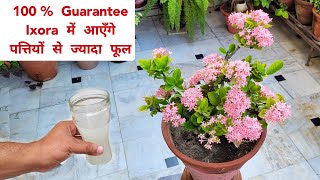 100 Guarantee  इसे तुरंत डालने से Ixora में आएँगे पत्तियों से ज्यादा फूल Ixora plant care tips [upl. by Ihana]