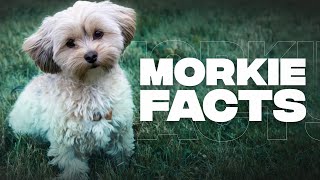 Maltese Yorkie Mix Morkie  Top 10 Facts You Need To Know Before Getting One [upl. by Prudi]