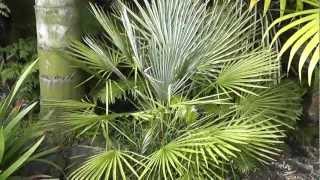 Chamaerops humilis var argentea Blue Mediterranean Fan Palm [upl. by Htial]