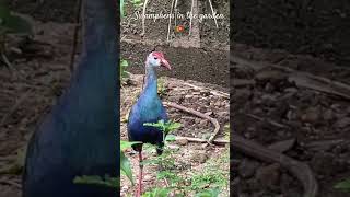 🇱🇰Swamphens in the garden birds nature bird swamphen [upl. by Akcirahs]