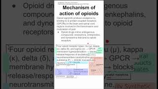 Mechanism of action of opioids [upl. by Yelime934]