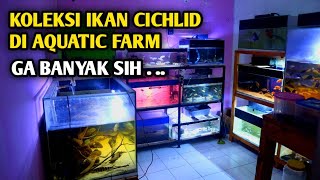 Review koleksi ikan cichlid afrika di Aquatic farm [upl. by Aniarrol]