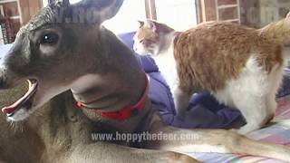 CAT LICKING DEER [upl. by Parrisch565]