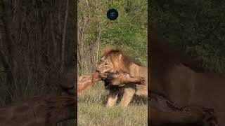 Lion Drags Giraffe Carcass Raw Power in Amboseli National Park maasaimara wildlifewarriors [upl. by Ateuqram]