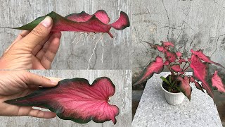 Try breeding Caladium bicolor with a new trick [upl. by Drofniw]