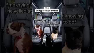 CAT MEMES 🐱Being passenger princess catmemes relatable relationship [upl. by Grimes221]