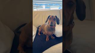 Der Jammer Song von Pac feat Celine Dion 🧊🚢 shorts pacthedog dachshund hundeliebe doglover [upl. by Yatnod702]