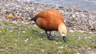 Ruddy Shelduck  Rostgans  Tadorna ferruginea feeding [upl. by Emmy644]