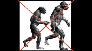 CARTA The Upright Ape Bipedalism and Human Origins  Carol Ward Early Hominin Body Form [upl. by Auqenat]