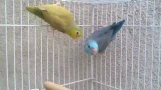 Pacific Parrotlet Breeding Pair  Parrotletbirds [upl. by Epifano135]