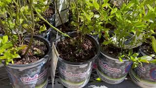 April 2021 Blueberry fruit tree plant shopping at Home Depot [upl. by Fadil849]